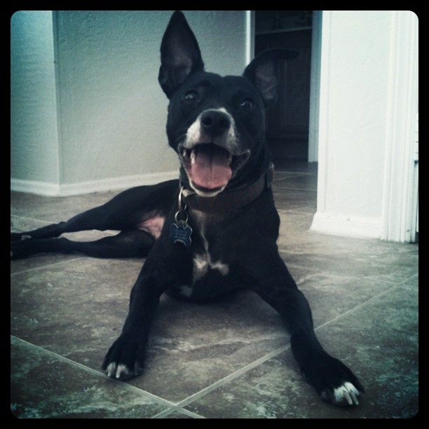 happy black dog laying on some tiles