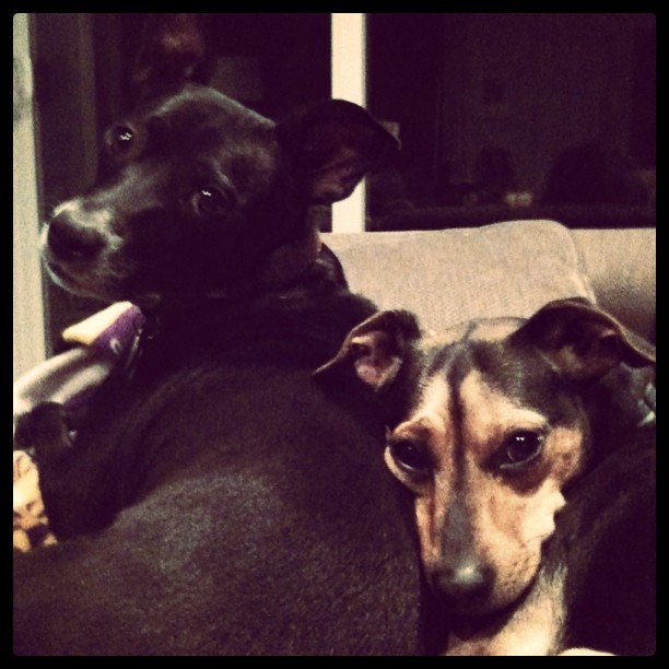 two dogs on the couch looking cute