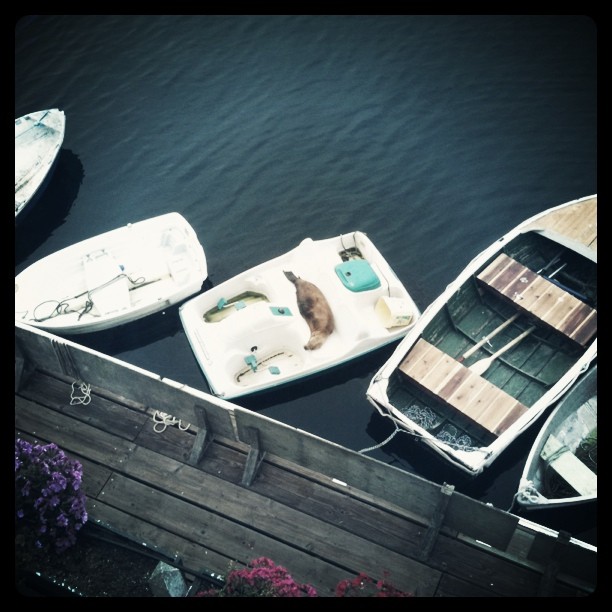 sea lion sleeping in a paddle boat