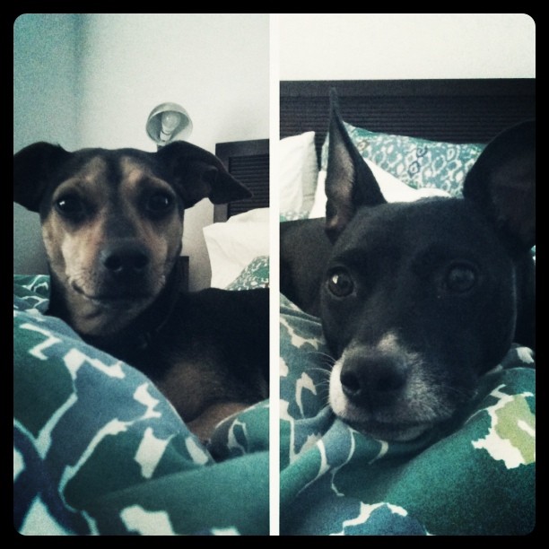 split photo of two dogs laying in bed