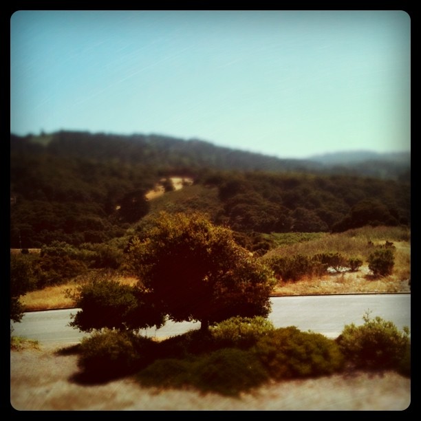 tilt shift photo of a tree and some hills