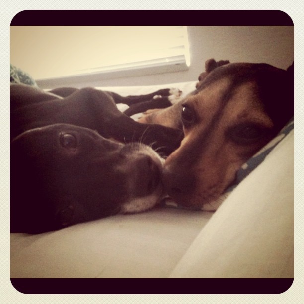 two pups laying in bed with their noses touching