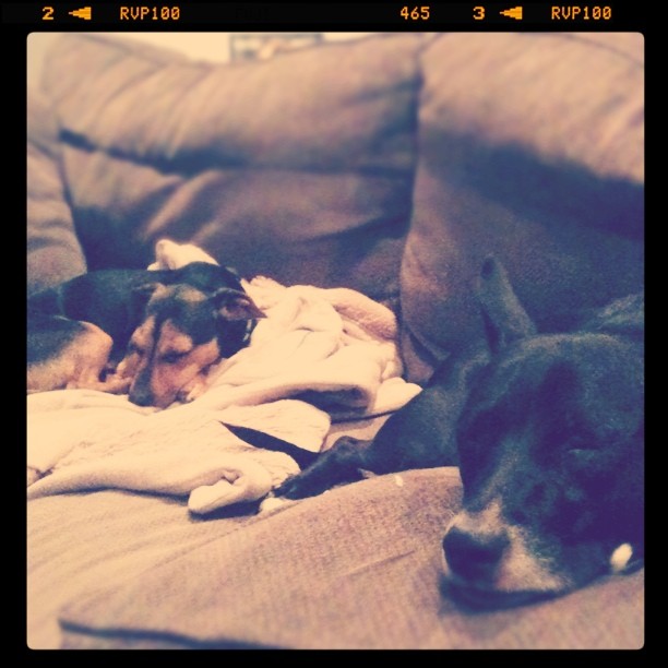 two pups asleep on the couch