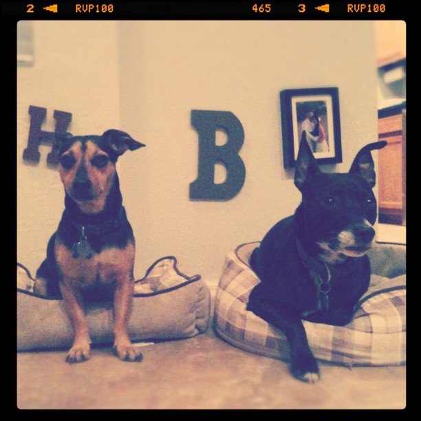 two dogs sitting on their own little dog bed with wood wall letters ‘H’ and ‘B’ for their names