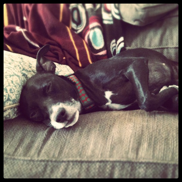 sleepy black dog on a couch