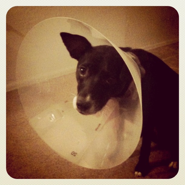 black dog looking sad while wearing head cone