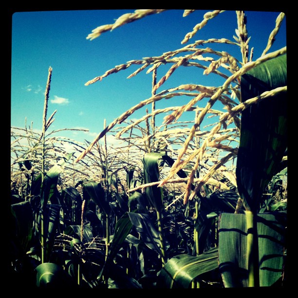 field of corn