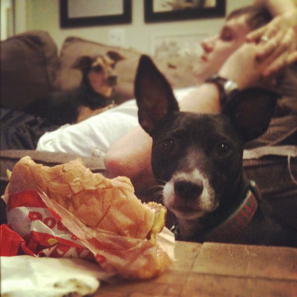 dog patiently sitting next to a half-eaten In n Out burger