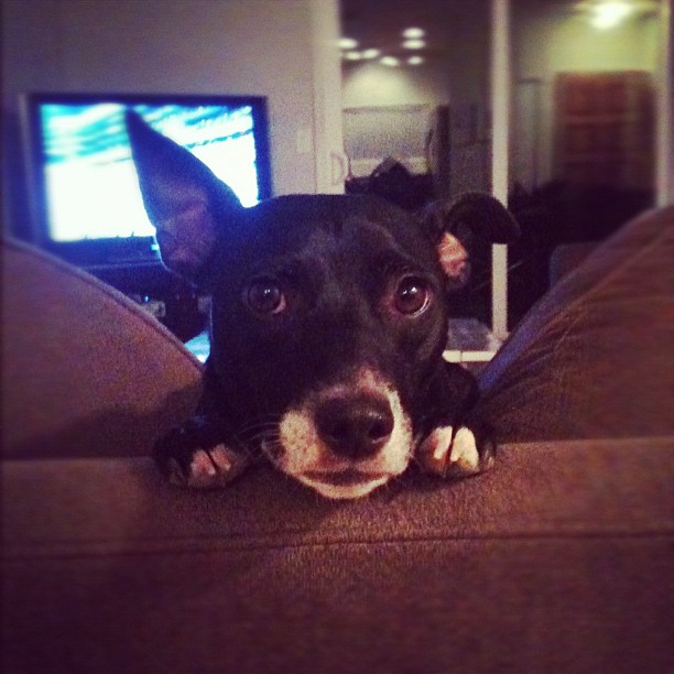 black dog with the cutest face looking over a couch cushion