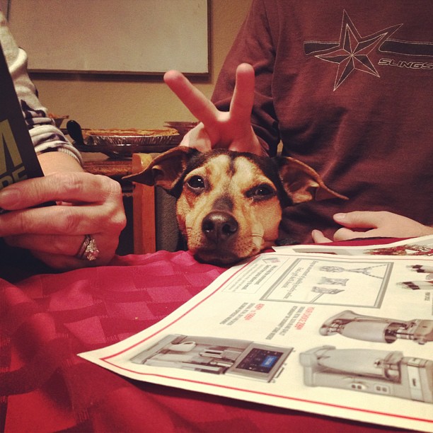 small dog resting his head on the table while a person gives him bunny ears