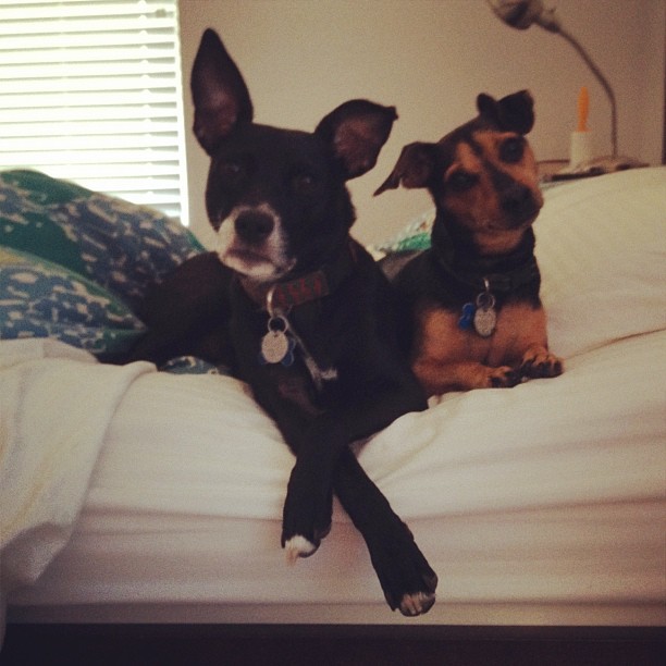 two dogs on a bed, one has fancy crossed paws and the other is tilting his head curiously