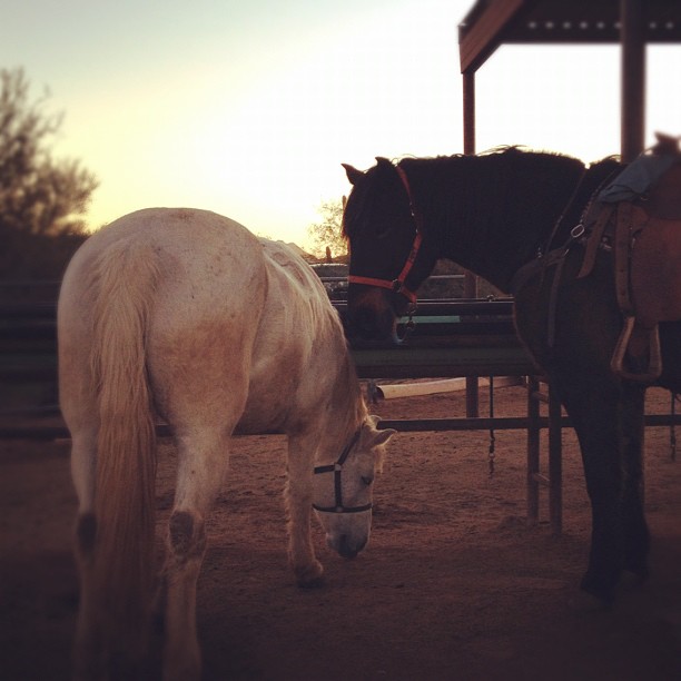 a white and brown horse