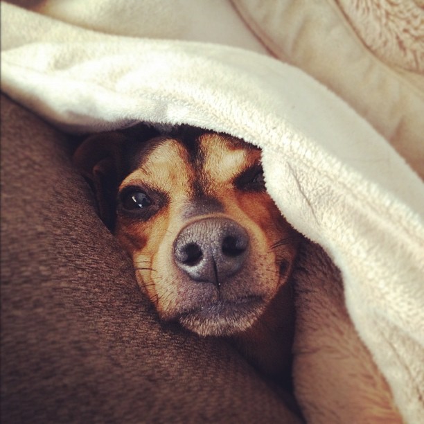 small brown dog stares into your soul from beneath a blanket