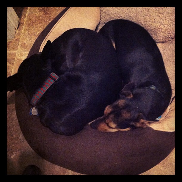 two dogs curled up spooning in a small dog bed