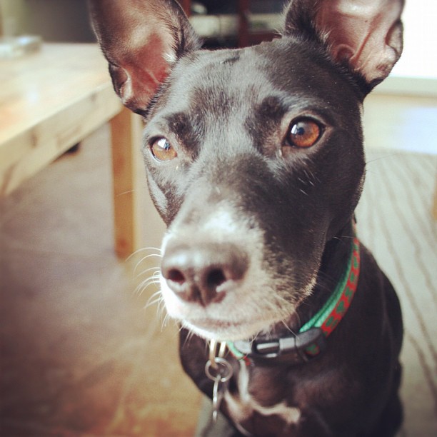 black dog with beautiful eyes and white dipped snout