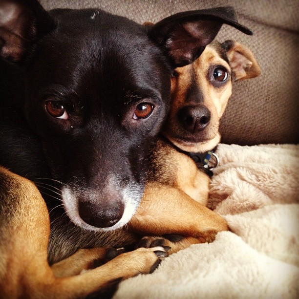 cute black dog resting head on a smaller, also cute dog