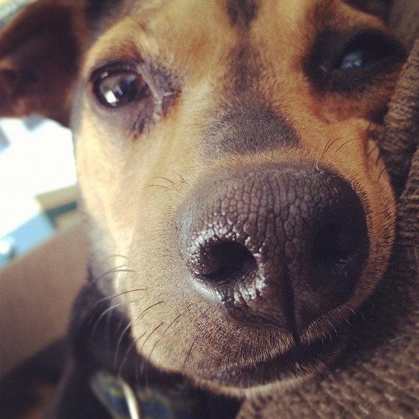 small dog with nose squished against a pillow