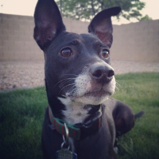 black dog laying in the grass