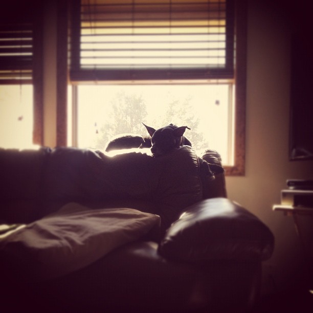 dog perched atop a couch next to a sunny window