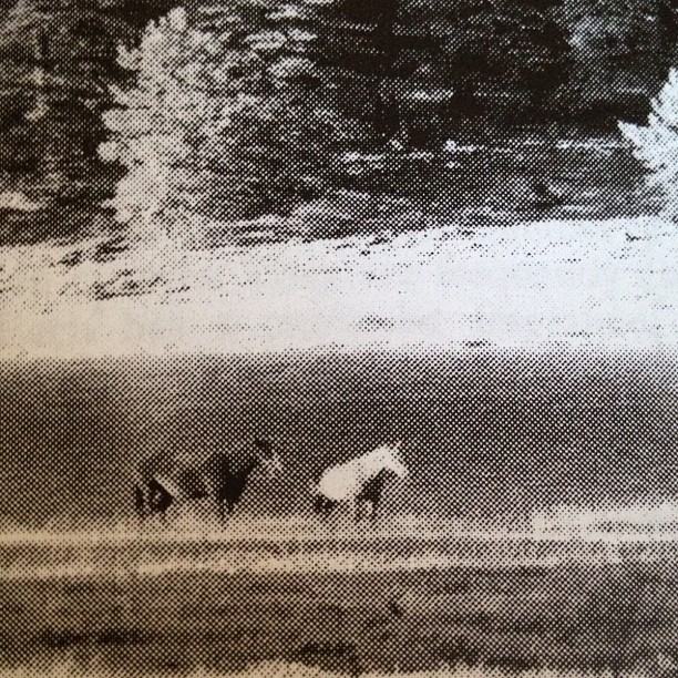 grainy black and white photo of two horses in a field, one appears to have a unicorn horn