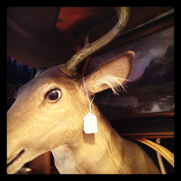 mounted deer head with fluffy white hair coming out of its ear