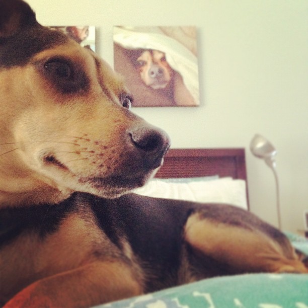 small brown dog sitting on a bed with a portrait of himself on the wall behind