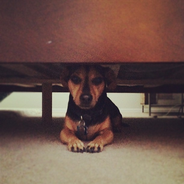 small dog under the bed