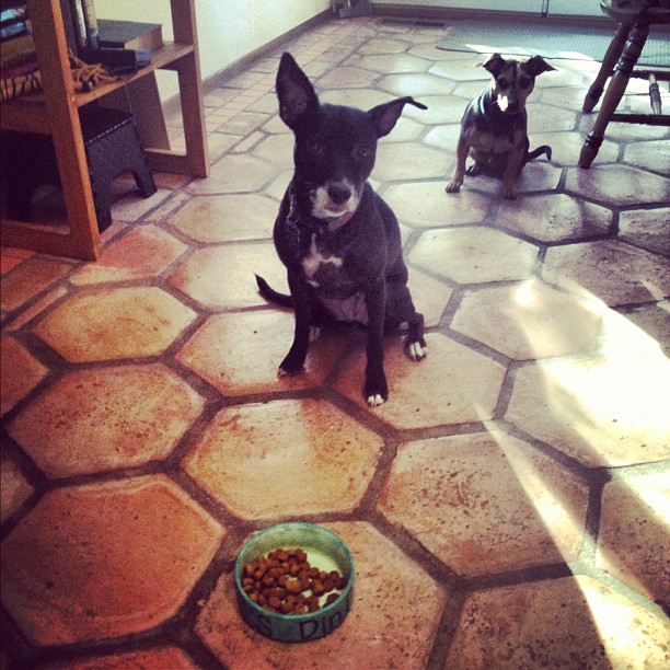 dog sitting patiently in front of a bowl of a food. a smaller dog sits behind her, craning his neck to see the food