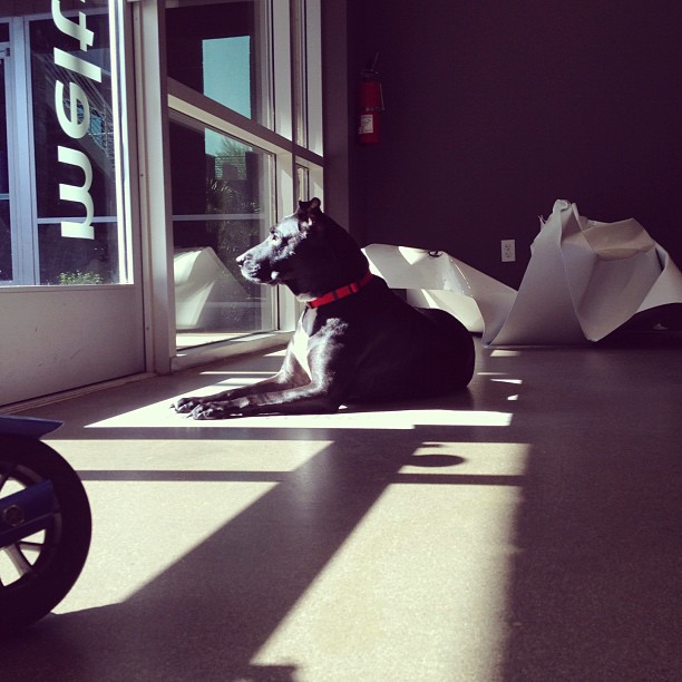 black pit bull sitting in the sun and looking out the office window