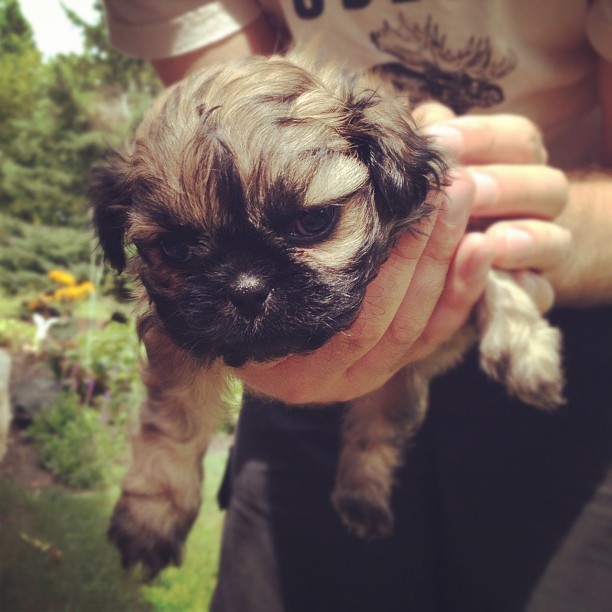 hands hold a tiny puppy