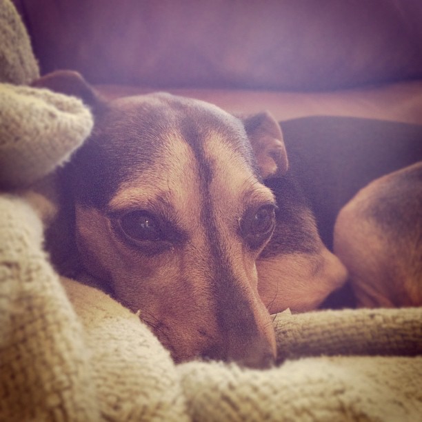 small dog resting on a blanket