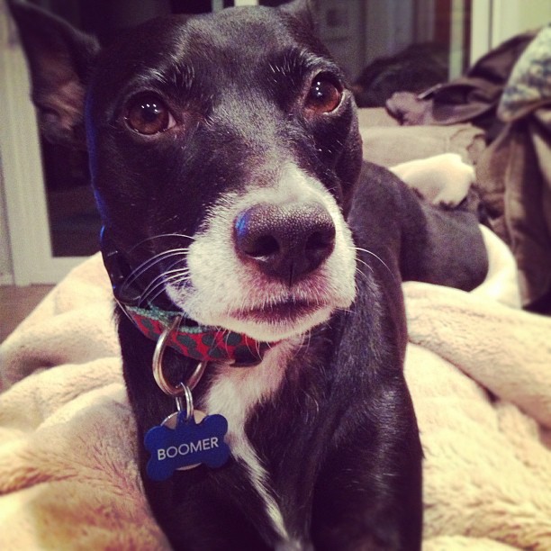 black dog with white snout and shiny bone-shaped collar tag that says “Boomer”