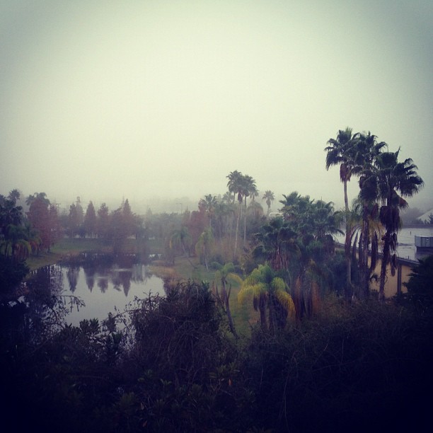 foggy swamp