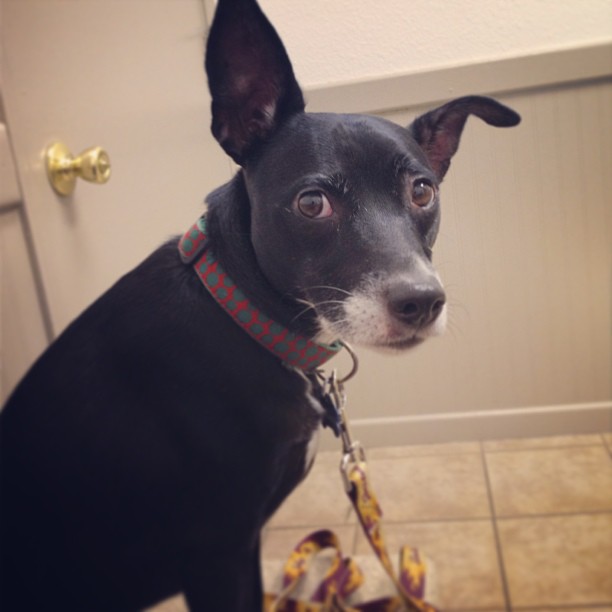 Boomer looking sad in a vet office