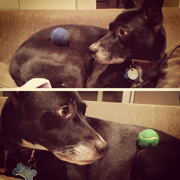 two different pics of a black dog laying down with a small tennis ball placed on her hind leg