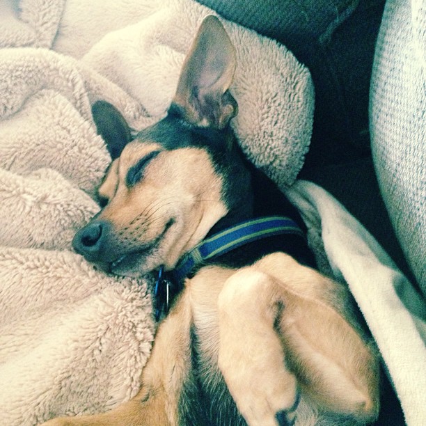 brown and black dog sleeping like little baby