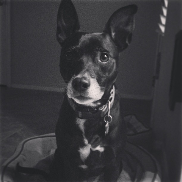 black and white photo of a black dog with white snout and pointed ears