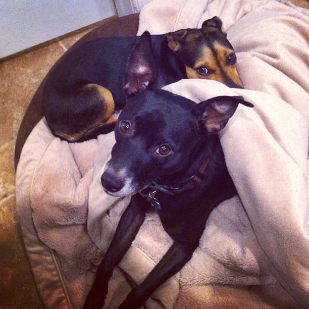 two pups laying in a dog bed