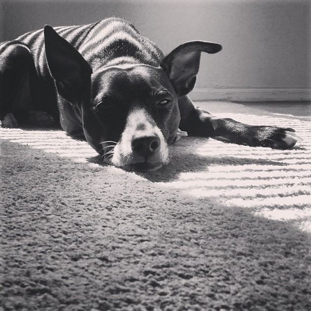 a black dog laying in the sun stripes from window blinds