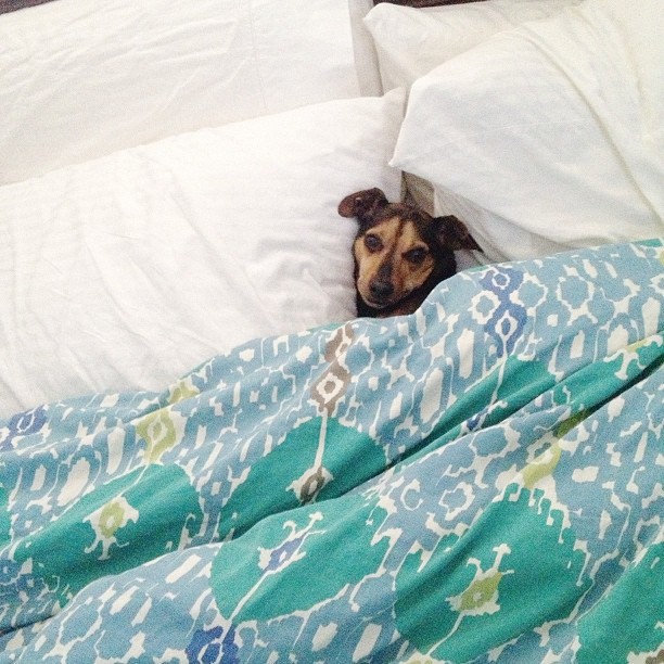 tiny dog tucked into a bed in between two pillows