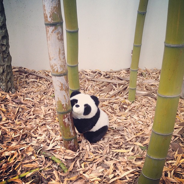 stuffed panda leaning against some bamboo