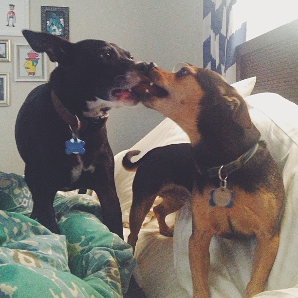 two dogs each with their mouth on one end of a squeaky toy