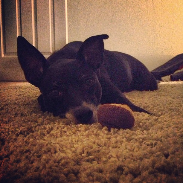 small black dog with an acorn toy