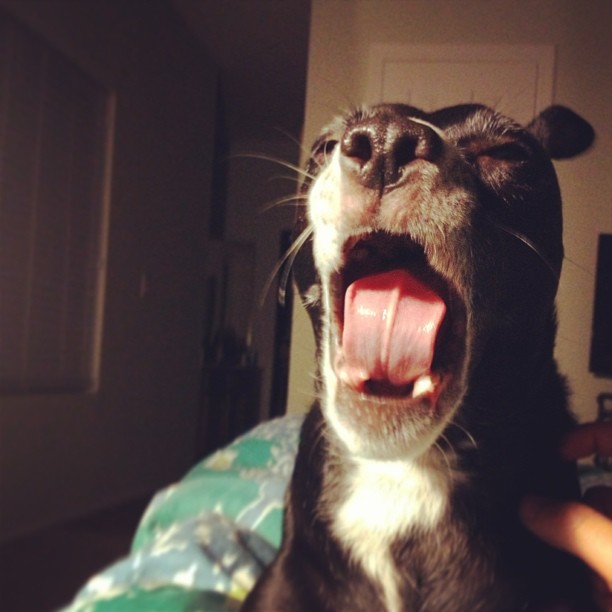 small dog doing a big yawn