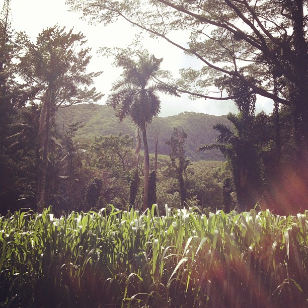 jungle mountains of Manoa