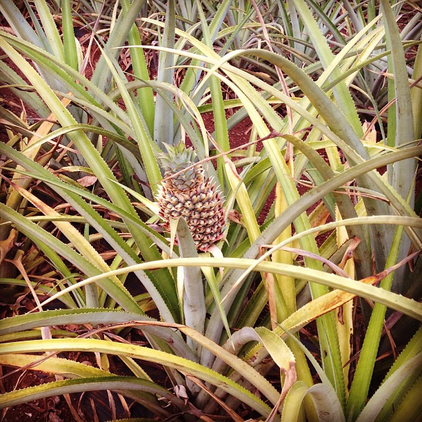 small baby pineapple growing on its plant