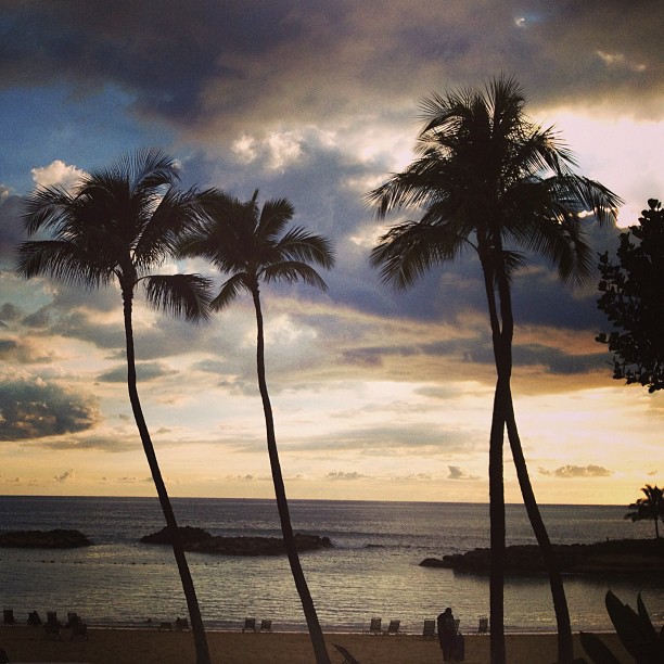 palm trees by the ocean