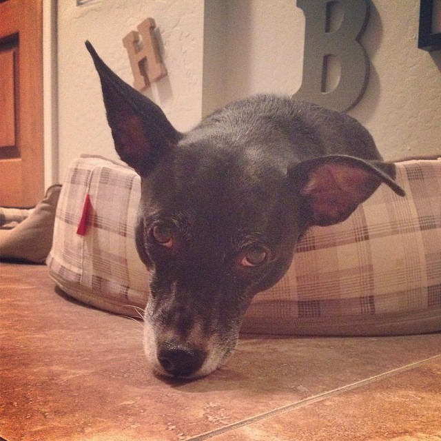 black dog laying in a dog bed with her nose touching the tile floor