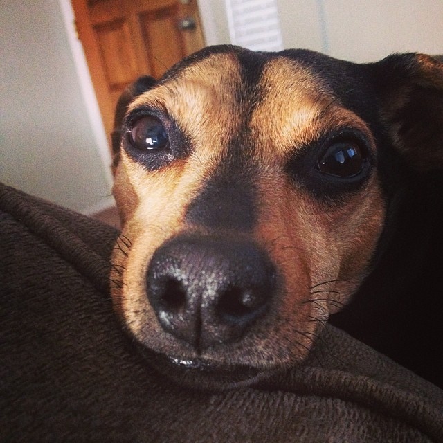 closeup of a cute little pup