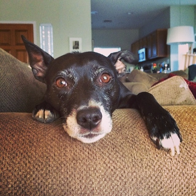 black dog with pointy ears and beautiful eyes laying her head on the arm of a couch